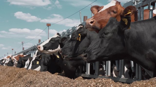 Cows eat hay on dairy farm, industrial milk production