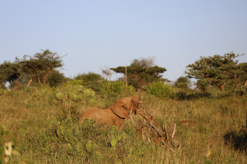 Naklejka na ściany i meble Lone Elephant in Kenya, Africa