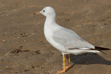 seagull on the beach