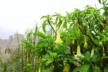 
machuppichu mountain formations