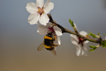 Abejas polinizando flores 