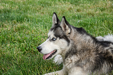 A husky dog lies on the green grass for a walk on a summer day.