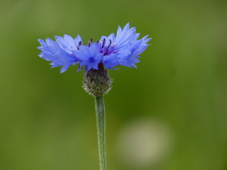 Close up of blue cornflower (Centaurea cyanus) on green background, Gdansk, Poland