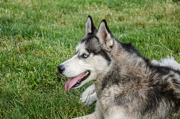 A husky dog lies on the green grass for a walk on a summer day.