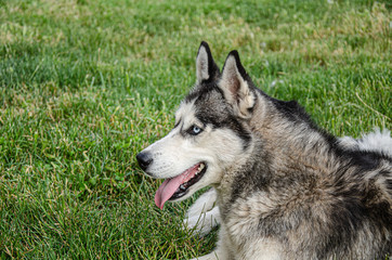 A husky dog lies on the green grass for a walk on a summer day.