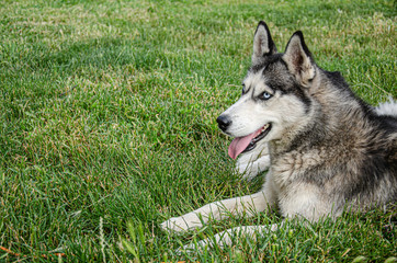 A husky dog lies on the green grass for a walk on a summer day.