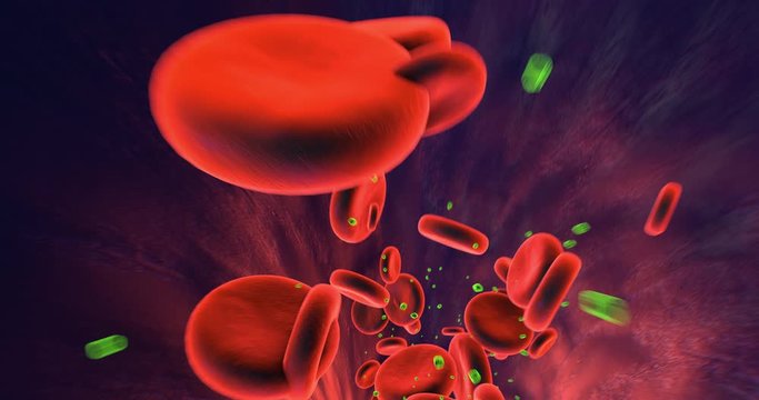 Human Red Blood Cells Flowing Inside Human Vein. Perfect Loop. Science And Health Related High Quality 3D Animation.