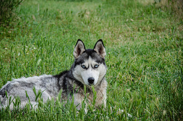 Naklejka na ściany i meble A husky dog lies on the green grass for a walk on a summer day.