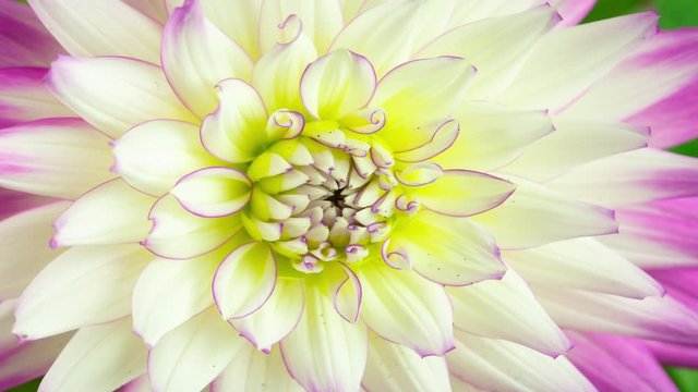 Blooming pink dahlia flower