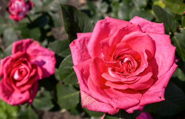 Pink rose flower in garden