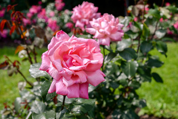Pink rose flower in garden