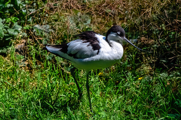 Pied avocet (Recurvirostra avosetta) - large black and white wader 