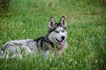 A husky dog lies on the green grass for a walk on a summer day.