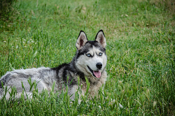 A husky dog lies on the green grass for a walk on a summer day.