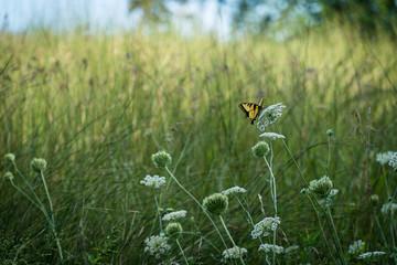 Meadow Hike