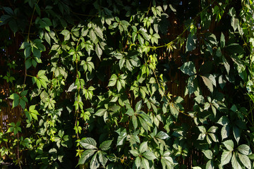  green plant bush ivy on a wicker fence