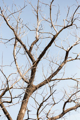 Dry tree. Branches of dry tree on background of blue sky. Environmental protection.