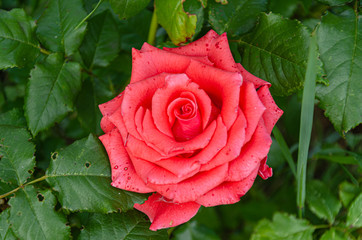 A scarlet rose in the garden on a summer day.