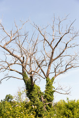 Dry tree. Branches of dry tree on background of blue sky. Environmental protection.