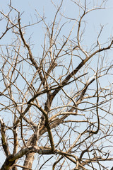 Dry tree. Branches of dry tree on background of blue sky. Environmental protection.