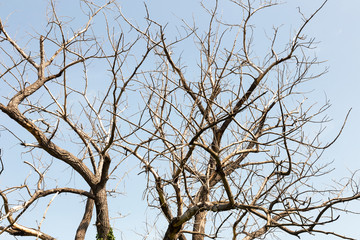 Dry tree. Branches of dry tree on background of blue sky. Environmental protection.
