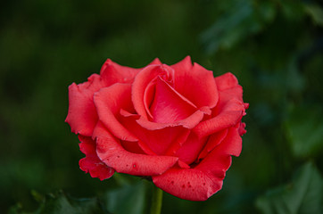 A scarlet rose in the garden on a summer day.