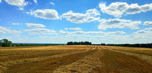 Fototapeta premium summer landscape. Mown rye under a bright blue sky with light clouds. 