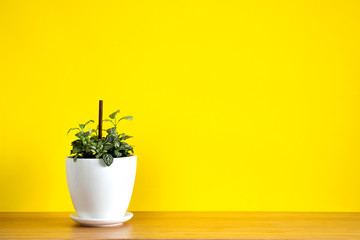 Mock up banner with copy space trending flower Fittonia on bright yellow background. Summer indoor plants and urban jungle concept