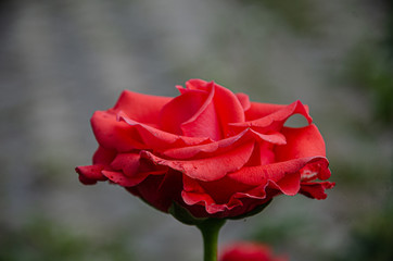 A scarlet rose in the garden on a summer day.