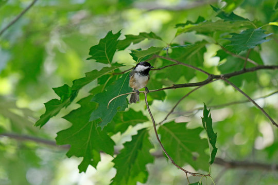 M&eacute;sange &agrave; t&ecirc;te noire