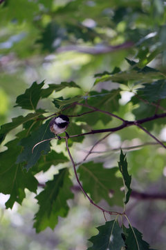 M&eacute;sange &agrave; t&ecirc;te noire