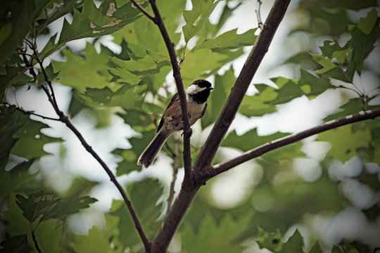 M&eacute;sange &agrave; t&ecirc;te noire
