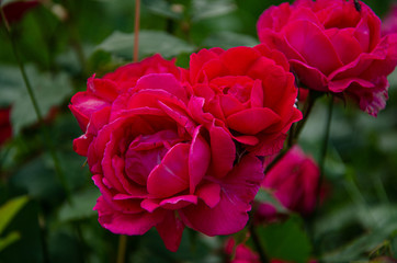 Rose buds. Bush with red roses in the park.