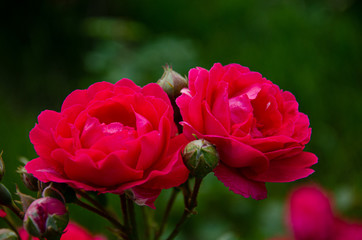 Rose buds. Bush with red roses in the park.