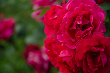 Rose buds. Bush with red roses in the park.
