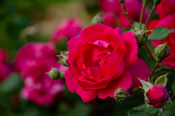 Rose buds. Bush with red roses in the park.
