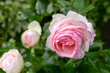 Pink rose flower in garden