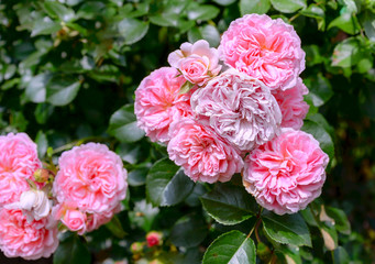 Fototapeta premium Pink rose flowers in garden