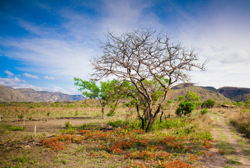 Dry tree with flowers on the ground