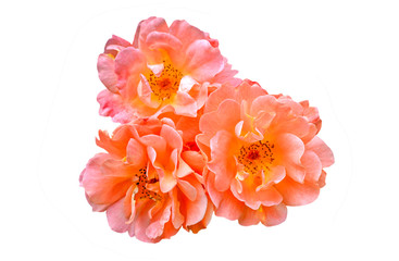 orange rose flowers isolated on white