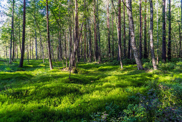Obraz premium Green moss in a clearing in the forest illuminated by the sun.