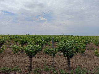 Fototapeta na wymiar vineyard in Spain