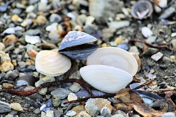 seashells on the beach