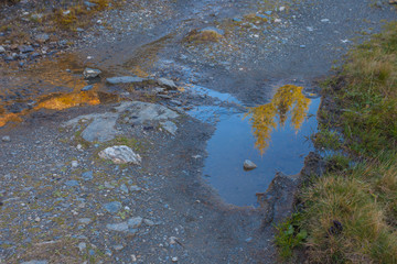 Autumn-colored larches reflected on a puddle at sunset, Dolomites, Italy. High quality photo and atmosphere of meditation and tranquility