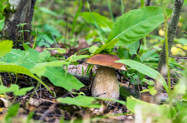 White boletus mushroom in the forest under green leaves.