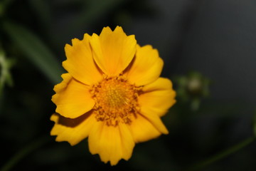 дворовые цветы