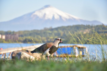 little bird in the lake with volcano