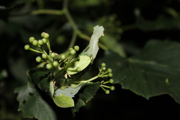 зеленая трава