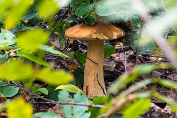White boletus mushroom in the forest under green leaves.