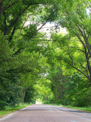 Tunnel made from trees growing above the road. Road on a summer day. Nature conceptual image.